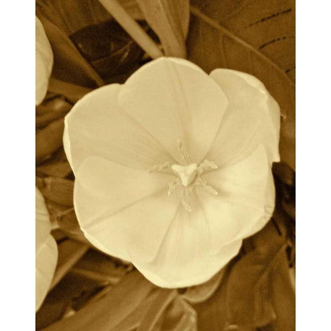 Sepia Blooms II Black Modern Wood Framed Art Print with Double Matting by Rodriguez, Jairo