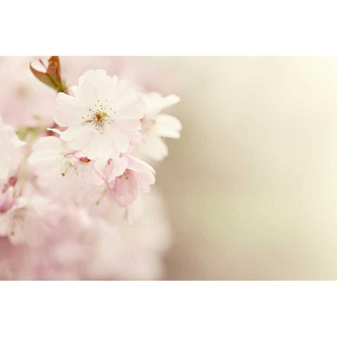 Spring Blossoms Black Modern Wood Framed Art Print by Gardner, Sarah