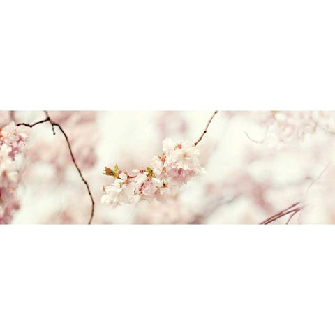 Cherry Blossom Black Modern Wood Framed Art Print by Gardner, Sarah
