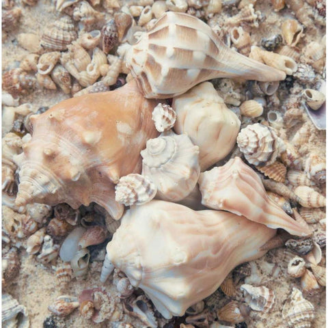 Shell Collection I Black Modern Wood Framed Art Print with Double Matting by Mansfield, Kathy
