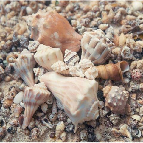 Shell Collection II White Modern Wood Framed Art Print by Mansfield, Kathy