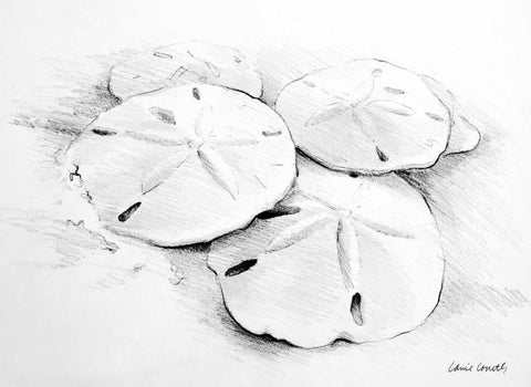 Sand Dollar I White Modern Wood Framed Art Print with Double Matting by Loreth, Lanie