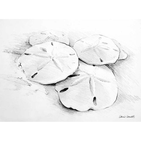 Sand Dollar I White Modern Wood Framed Art Print by Loreth, Lanie