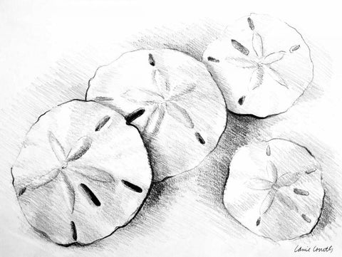 Sand Dollar II White Modern Wood Framed Art Print with Double Matting by Loreth, Lanie