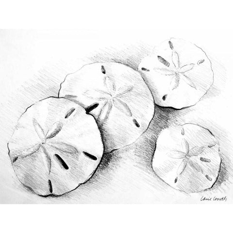 Sand Dollar II Black Modern Wood Framed Art Print with Double Matting by Loreth, Lanie