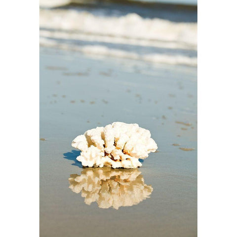 Coral Reflection White Modern Wood Framed Art Print by Bryant, Susan