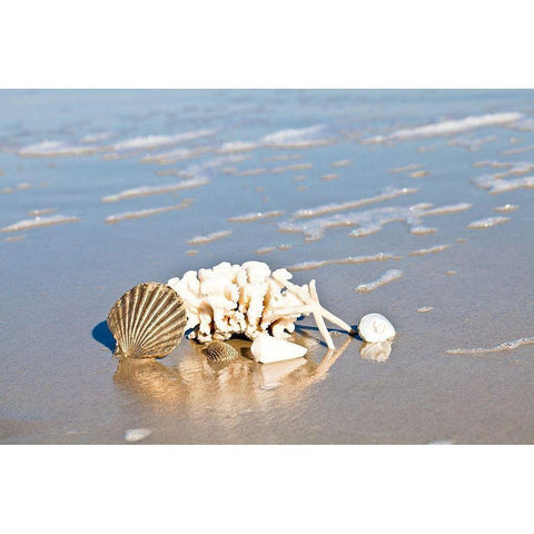 Seashell Reflection White Modern Wood Framed Art Print by Bryant, Susan