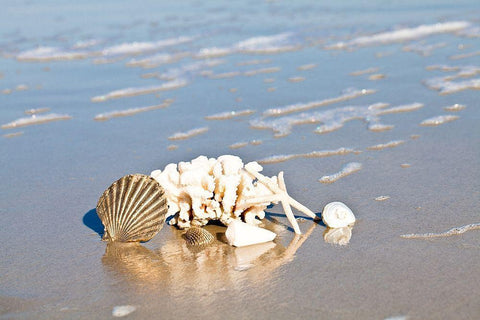 Seashell Reflection Black Ornate Wood Framed Art Print with Double Matting by Bryant, Susan