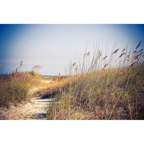 Beach Grass Path Black Modern Wood Framed Art Print with Double Matting by Bryant, Susan