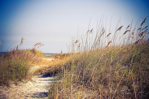 Beach Grass Path Black Ornate Wood Framed Art Print with Double Matting by Bryant, Susan