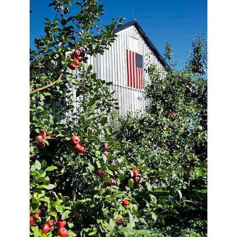 Patriotic Barn Black Modern Wood Framed Art Print by Peck, Gail