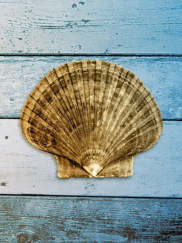 Shell on Blue Wood II White Modern Wood Framed Art Print with Double Matting by Rodriguez, Jairo