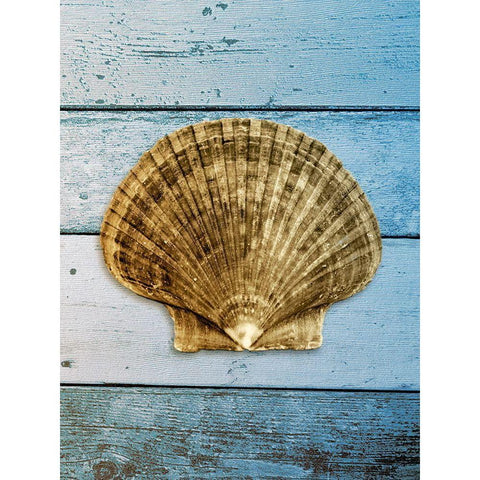 Shell on Blue Wood II White Modern Wood Framed Art Print by Rodriguez, Jairo