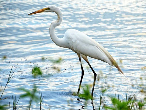 By The Lake Egret White Modern Wood Framed Art Print with Double Matting by Nawrocke, Bruce