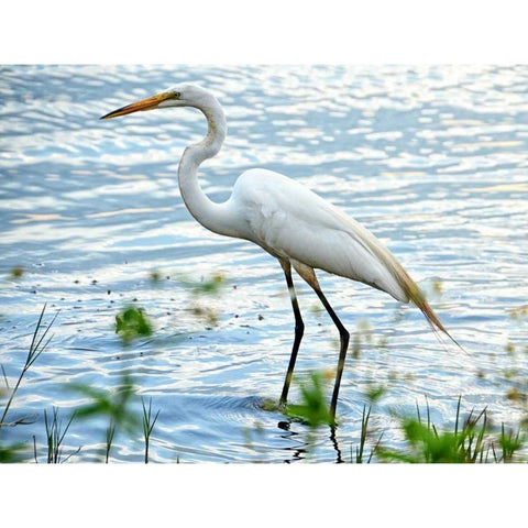 By The Lake Egret Black Modern Wood Framed Art Print with Double Matting by Nawrocke, Bruce