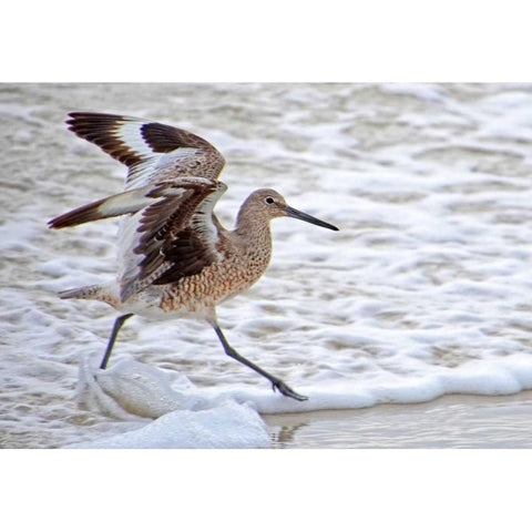 Frolicking In Waves Black Modern Wood Framed Art Print by Nawrocke, Bruce