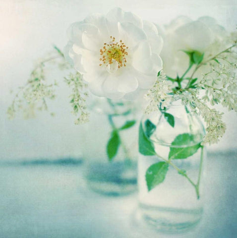White Peonies White Modern Wood Framed Art Print with Double Matting by Gardner, Sarah
