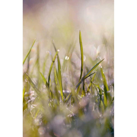 Soft Morning Dew I Black Modern Wood Framed Art Print with Double Matting by Gardner, Sarah