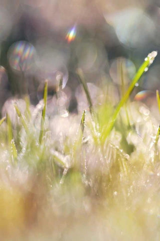 Soft Morning Dew II White Modern Wood Framed Art Print with Double Matting by Gardner, Sarah