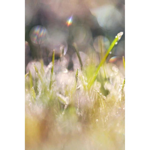 Soft Morning Dew II Black Modern Wood Framed Art Print by Gardner, Sarah