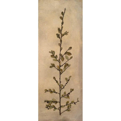 Captured Nature II Black Modern Wood Framed Art Print with Double Matting by Johnson, Walt