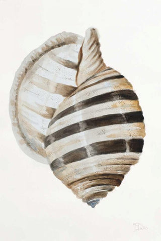 Modern Shell I White Modern Wood Framed Art Print with Double Matting by Pinto, Patricia