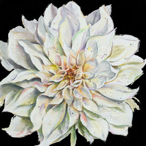 Dahlia On Black White Modern Wood Framed Art Print with Double Matting by Pinto, Patricia