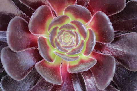 Bright Succulent Black Ornate Wood Framed Art Print with Double Matting by Coppel, Anna