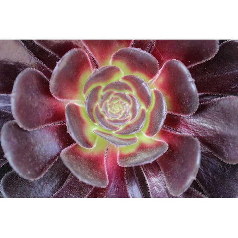 Bright Succulent Black Modern Wood Framed Art Print with Double Matting by Coppel, Anna