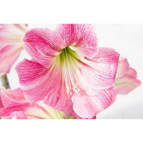 Paradise Blooms White Modern Wood Framed Art Print by Coppel, Anna