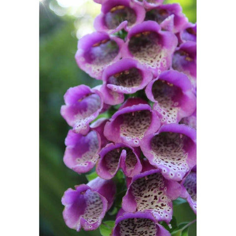 Purple Trailing Flower Black Modern Wood Framed Art Print by Coppel, Anna