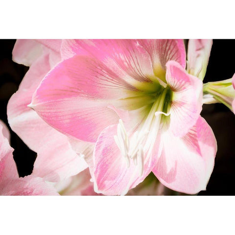 Soft Petals Black Modern Wood Framed Art Print with Double Matting by Coppel, Anna