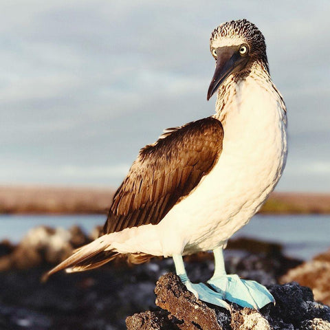 Blue Footed Booby Black Modern Wood Framed Art Print with Double Matting by Coppel, Anna