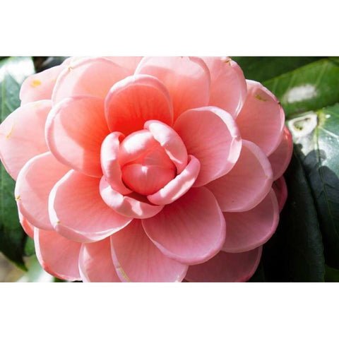 Coral Bloom White Modern Wood Framed Art Print by Coppel, Anna