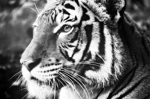 Deep Tiger Black Ornate Wood Framed Art Print with Double Matting by Peck, Gail
