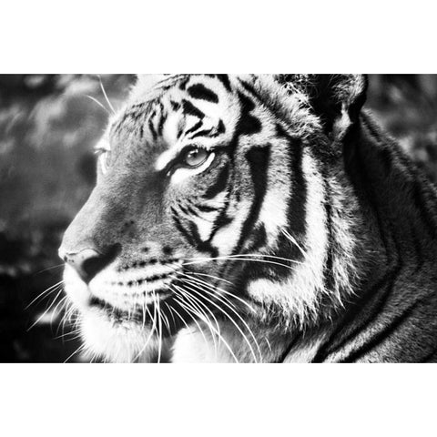 Deep Tiger Black Modern Wood Framed Art Print by Peck, Gail