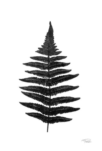 Black Pressed Fern White Modern Wood Framed Art Print with Double Matting by Pattinian, Merri