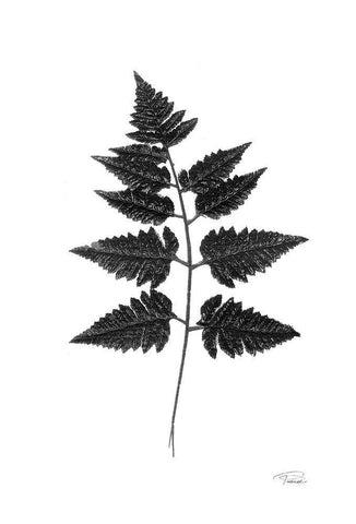 Black Pressed Leaves Black Ornate Wood Framed Art Print with Double Matting by Pattinian, Merri
