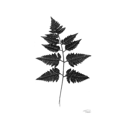 Black Pressed Leaves White Modern Wood Framed Art Print by Pattinian, Merri