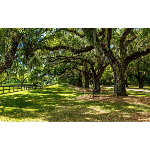 Boone Hall White Modern Wood Framed Art Print by Bill Carson Photography