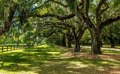 Boone Hall Black Ornate Wood Framed Art Print with Double Matting by Bill Carson Photography