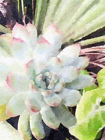 Watercolor Green Succulent Black Ornate Wood Framed Art Print with Double Matting by James, Nola