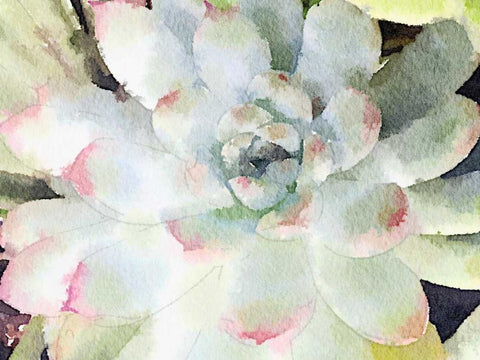 Watercolor Succulent White Modern Wood Framed Art Print with Double Matting by James, Nola