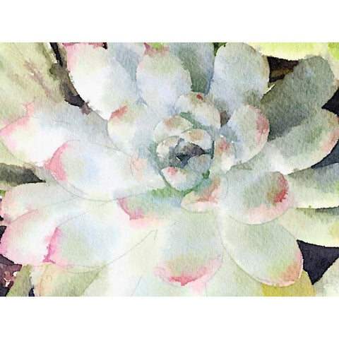 Watercolor Succulent Black Modern Wood Framed Art Print by James, Nola