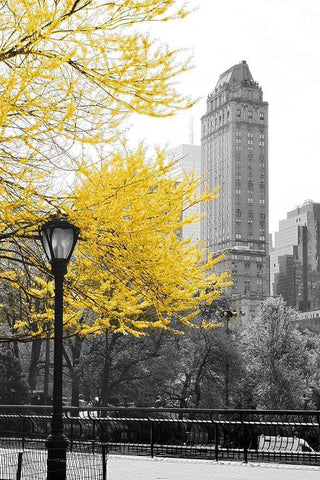 Central Park with Yellow Tree Black Ornate Wood Framed Art Print with Double Matting by Navas, Emily
