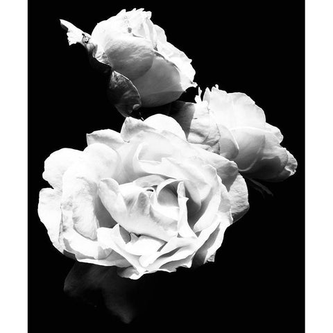 Dramatic Love Blooms  I Black Modern Wood Framed Art Print with Double Matting by Navas, Emily