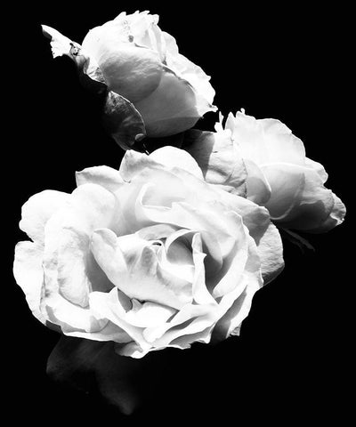 Dramatic Love Blooms  I Black Ornate Wood Framed Art Print with Double Matting by Navas, Emily