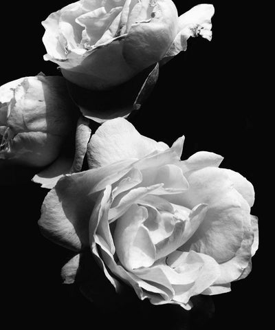 Dramatic Love Blooms II Black Ornate Wood Framed Art Print with Double Matting by Navas, Emily