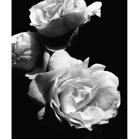 Dramatic Love Blooms II White Modern Wood Framed Art Print by Navas, Emily