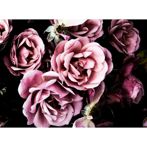 Baroque Roses Black Modern Wood Framed Art Print with Double Matting by Navas, Emily